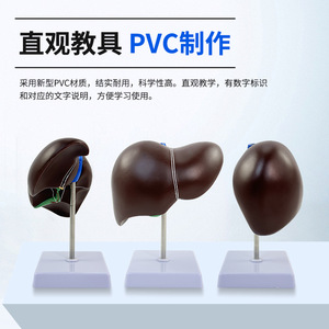 Modèles pédagogiques de l'anatomie du foie humain, y compris le hilum du foie, les vaisseaux sanguins, le lobe du foie, la vésicule biliaire, etc. - Product Image 4