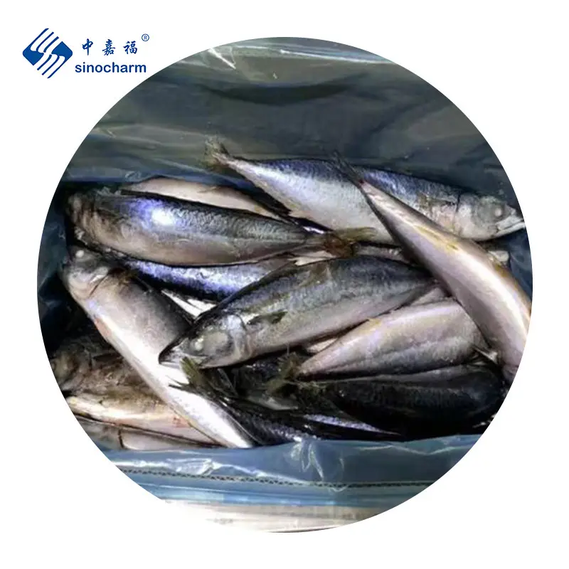 Frozen Mackerel Pacific Seafood Mackerel Fish