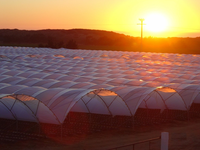 Serre polytunnel en promotion, couverture en film plastique, serre économique multi-travées pour la culture des myrtilles à vendre