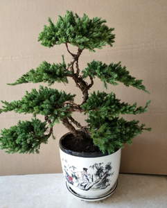 Di <span class=keywords><strong>Vendita</strong></span> calda <span class=keywords><strong>Giapponese</strong></span> Artificiale <span class=keywords><strong>Bonsai</strong></span> di Pino Albero Sempreverde Albero Artificiale Per La <span class=keywords><strong>Vendita</strong></span> - Product Image 4