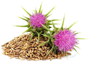 Tedarik toplu süt devedikeni ekstresi 10:1 30:1 50:1 süt devedikeni tohumu özü tozu <span class=keywords><strong>Silybum</strong></span> <span class=keywords><strong>Marianum</strong></span> tozu - Product Image 2