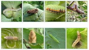 Emamectina Benzoato Lufenuron 9.8% SC <span class=keywords><strong>Insecticida</strong></span> de Amplio Espectro para el Control de Orugas, Taladros y Huevos de Plagas en Hortalizas y Repollo - Product Image 2