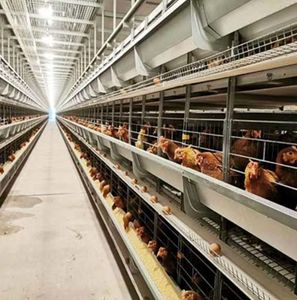 Vente flash : 96/160 poules, équipement d'élevage pour poules pondeuses de type A, <span class=keywords><strong>cages</strong></span> à batterie pour poules pondeuses - Product Image 1