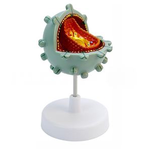 고등학교 생물학 교구 <span class=keywords><strong>HIV</strong></span> 바이러스 해부 모형 해부학적 바이러스 에이즈 세포 모형 - Product Image 2