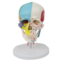 Modelo de Enseñanza Cervical Avanzado DARHMMY, 7 Vértebras con Cráneo Separado en Medio Color y Visualización de Origen/Inserción Muscular en Medio Color