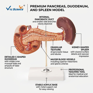 Modèle anatomique du pancréas, de la rate et du duodénum, structure des organes digestifs abdominaux pour l'enseignement de la gastroentérologie en faculté de médecine - Product Image 1