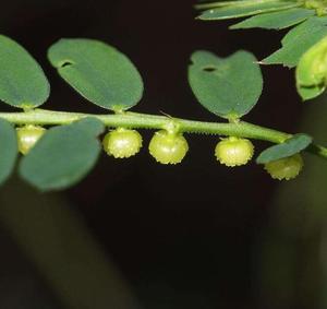 ก้านใบแห้งธรรมชาติของพืชป่าจีน ยี่ห้อเย่เซี่ยจู (<span class=keywords><strong>Phyllanthus</strong></span> Urinaria) - Product Image 2