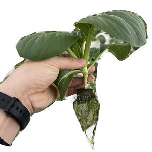 现代小型水培生长立方体蘑菇和大麻种子用高效种子种植 - Product Image 6