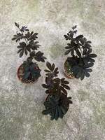 Solanum Uleanum en pot de 9 cm - Plante ornementale exotique rare avec des feuilles violettes et des feuillage et baies uniques en provenance de Chine