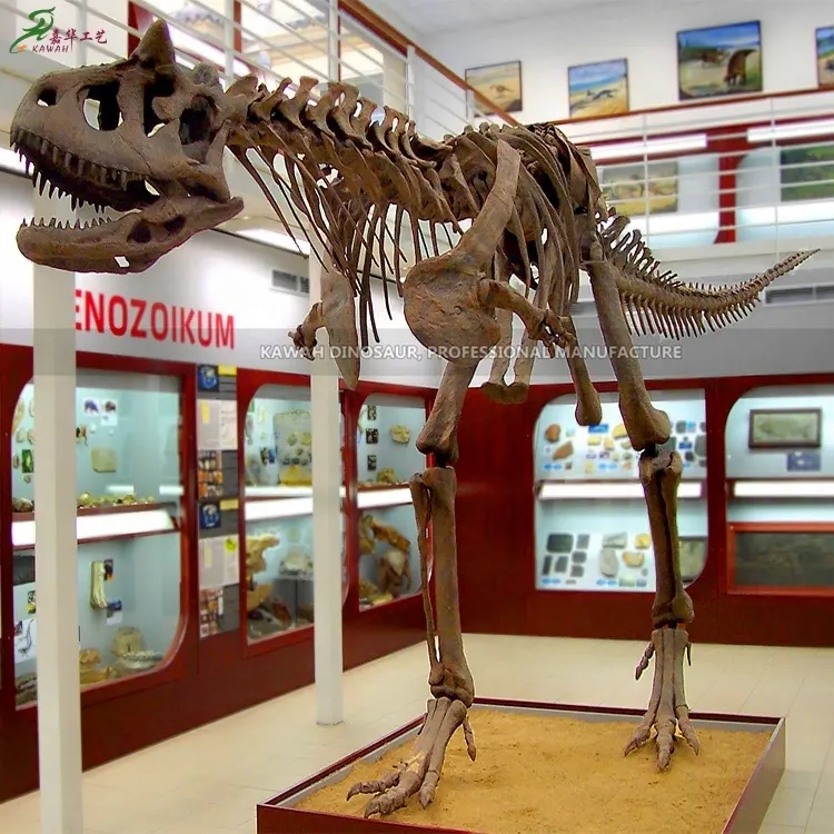พิพิธภัณฑ์ในร่มนิทรรศการผลิตภัณฑ์สวนสนุกอื่นๆฟอสซิลไดโนเสาร์จำลองสำหรับขาย