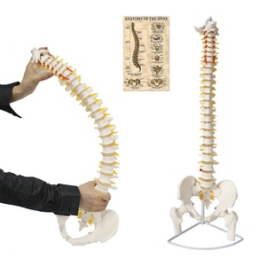 <span class=keywords><strong>Esqueleto</strong></span> <span class=keywords><strong>de</strong></span> columna vertebral Flexible <span class=keywords><strong>de</strong></span> plástico <span class=keywords><strong>de</strong></span> 85cm, modelo FRT014, pelvis <span class=keywords><strong>de</strong></span> ciencia médica, soporte <span class=keywords><strong>de</strong></span> gancho <span class=keywords><strong>de</strong></span> Metal para <span class=keywords><strong>cartílago</strong></span> <span class=keywords><strong>de</strong></span> cadera, recursos <span class=keywords><strong>de</strong></span> enseñanza - Product Image 1