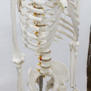 Modèle de <span class=keywords><strong>squelette</strong></span> <span class=keywords><strong>géant</strong></span> de 176cm grandeur nature adulte blanc Science médicale incluant une racine nerveuse Modèle anatomique <span class=keywords><strong>humain</strong></span> - Product Image 4