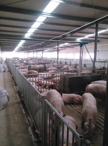 Cages à porcs neuves de haute qualité et durables, enclos en acier pour sangliers, <span class=keywords><strong>cage</strong></span> à sangliers pour élevage de porcs - Product Image 6