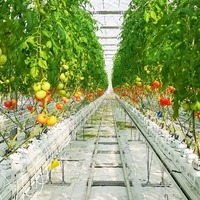 Commerciële grootschalige Venlo glazen kas voor hydroponische aardbeien- en sla-productie met verticale teelttechnologie