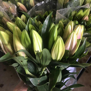 Lirios Rosados Frescos sin Pétalos, Venta <span class=keywords><strong>al</strong></span> por Mayor, Suministros para el Día de la Madre, Origen Directo Kunming Yunnan, Envío Directo Disponible - Product Image 4