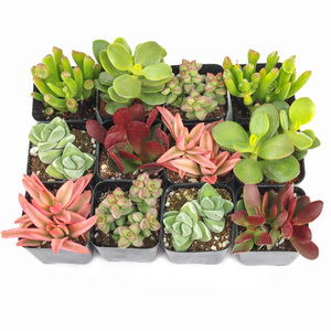 Plantas Suculentas <span class=keywords><strong>Crassula</strong></span> Tipo Jade Vivas en Macetas con Diversas Formas de Follaje, Ideales para Exhibiciones en Contenedores y Regalos de Suculentas - Product Image 3