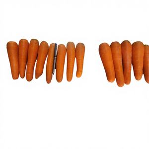 Zanahorias Frescas Dulces Orgánicas Vietnamitas Premium Ricas en Nutrientes para la Industria Alimentaria, de Bebidas y Exportación - Product Image 1