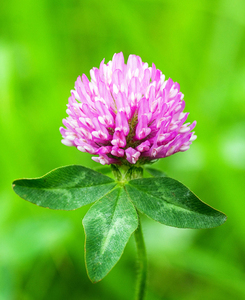 प्रीमियम गुणवत्ता लाल क्लुवर हर्ब ट्राइफोलियम प्रस्तर लाल क्लोवर निकालने पाउडर - Product Image 2