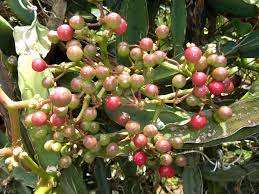 ผงผลไม้สกัดจากอินเดีย - Product Image 4