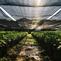 Zwarte HDPE geweven landbouw schaduwnet, milieuvriendelijk, UV-bescherming, heavy duty, draagbaar voor tuinbouw & bloemenkwekerij