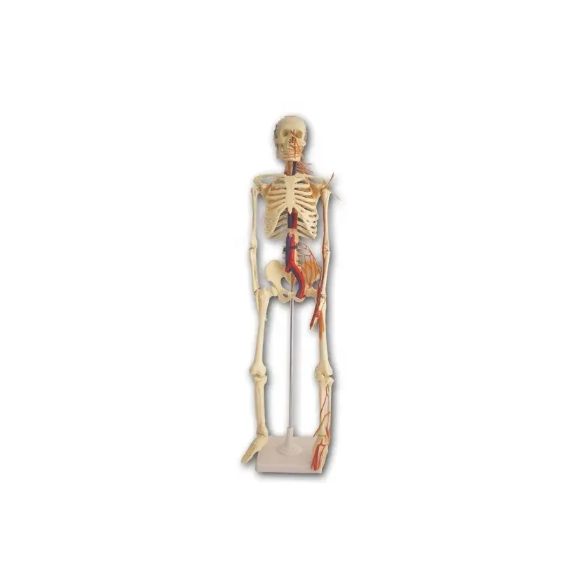 esqueleto humano com nervos ósculos de anatomia artificial