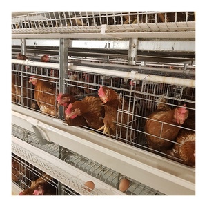 Cao Sản Xuất Trứng H Loại Gia Cầm Lớp Lồng Với Dây Lưới Nhà Máy Outlet Cho 10000 Chim Điều Kiện Mới Động Vật Lồng Lớp - Product Image 2