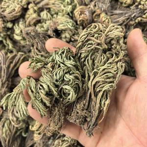 Hierba de la Rosa de Jericó, Planta Milagrosa Juan Bai, Tongjin, Venta Caliente, Selaginella Tamariscina Seca - Product Image 5