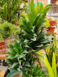 Dracaena Compacta, Planta de Interior de Bajo Mantenimiento, Follaje Verde Intenso, 50 Semillas Botánicas de Indonesia, Auténticas y Frescas - Product Image 1
