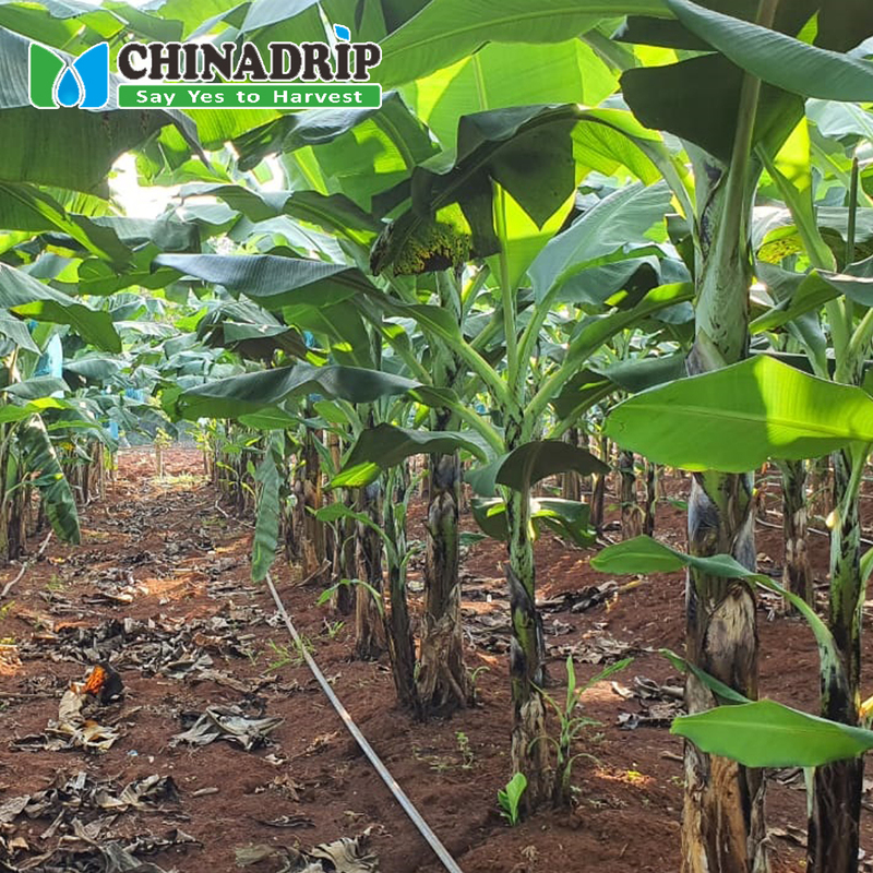 Chinadrip Irrigation Factory Manufacturers Agricultural Farm