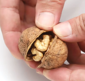 Tatlı ceviz fındık kuru meyve Nutty tadı ile