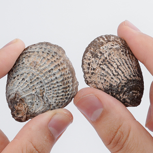 Jadeized sò điệp hóa thạch tự nhiên opalized pha lê Vỏ cho phong thủy đồ trang sức & nghệ thuật - Product Image 4