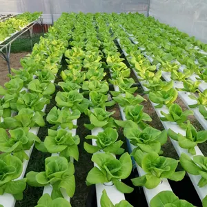 Lyine Hydroponics NFT System Hydroponic Channel Vertical Hydroponic Growing Systems PVC Tube Plant Vegetable