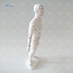 जीवन आकार एक्यूपंक्चर मॉडल सिर एक्यूपंक्चर मॉडल मानव शरीर एक्यूपंक्चर बिंदु - Product Image 3