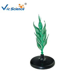 Modèle de fleur de blé, modèle de plante pour démonstration pédagogique au collège et au lycée, modèle structurel agrandi, typique - Product Image 4