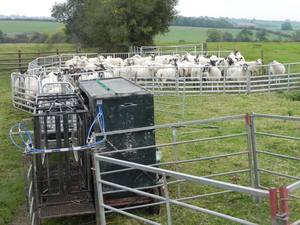 Tùy chỉnh giá rẻ 1.5 m (H)* 2.5 m (W) cừu bút và Chăn Nuôi Dê/gia súc/corral hàng rào bảng điều chỉnh cho đồng cỏ trang trại - Product Image 4