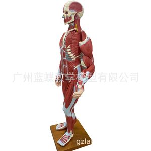 Modèle de muscles et d'organes internes du corps humain pour l'enseignement médical, anatomie musculaire et viscérale humaine adulte, 170 cm - Product Image 3