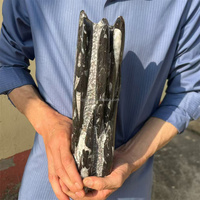 Spécimen de Céphalopode Orthocéros du Maroc, Grande Taille, Surface Brillante, Fossile Droit, pour la Géologie, Ornement de Table Minérale