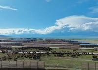 Establo para Ganado de Estructura de Acero Ligero de Instalación Rápida, Establo Prefabricado Moderno para Vacas