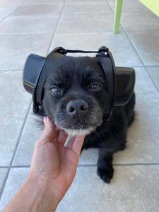 Gehörschutzstöpsel für Hunde: Lärmschutz-Ohrenschützer für Donner und Feuerwerk - Product Image 2