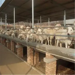 Gemakkelijk Monteren Stalen Structuur Geprefabriceerde Boerderij Schapen Schuur Gebouw