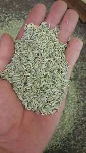 Semillas de hinojo verde de alta calidad, secas y crudas, listas para exportación inmediata, cultivadas en granjas globales bajo supervisión - Product Image 5