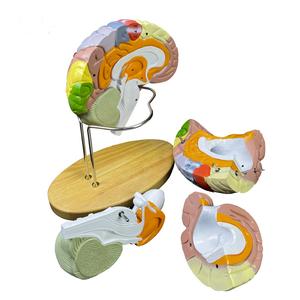 2025 Élargissement en ligne Modèle de cerveau humain en 4 parties pour l'enseignement et l'étude des <span class=keywords><strong>neurosciences</strong></span> - Product Image 1