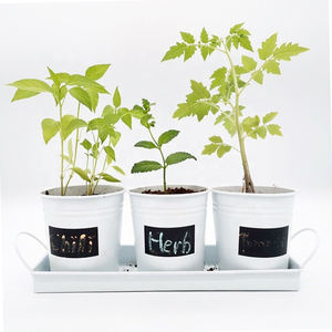 Fournitures de jardinage peintes 3PCS Mini pots de fleurs et jardinière de couleur vive avec plateau en métal Autocollant noir Écrire des <span class=keywords><strong>mots</strong></span> Seau succulent - Product Image 4