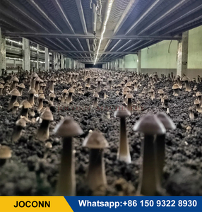 Botón de cría de setas, control de clima, invernadero, <span class=keywords><strong>shiitake</strong></span>, hongo reishi, cámara de fructificación, habitación, aire acondicionado boletus - Product Image 6