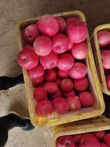 Mele Fuji Rosse Biologiche Dolci e Fresche dalla Cina, Prezzo all'Ingrosso, Nuovo Raccolto di Frutta e Verdura Succosa - Product Image 3