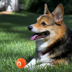 2025 New Classic Silicone Automatic Moving Shaking Interactive Rolling <b>Dog</b> <b>Ball</b> Toy Smart Moving - Product Image 6