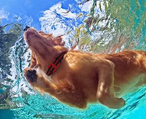 रिमोट कंट्रोल एंटी-बार्किंग डॉग कॉलर अल्ट्रासोनिक बेपर कंपन स्थिर शॉक मोड वाटरप्रूफ कुत्ते प्रशिक्षण कॉलर - Product Image 6