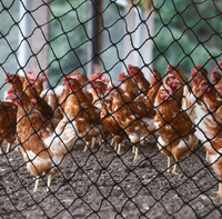Filet de protection en plastique Hdpe vierge pour ferme, Offre Spéciale, 100%, poulet, oiseau, volaille, poisson, volière, nœud de protection, sport, extrudé