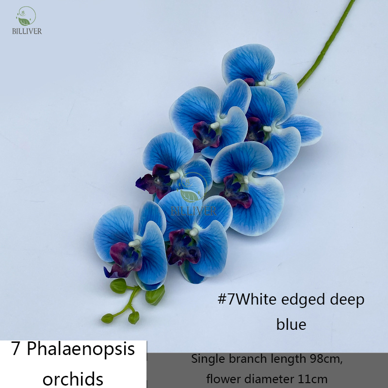 7-Tête #7 Blanc Bord Bleu Foncé