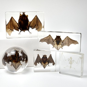 Venta Caliente de Artesanías de Resina, Decoración de Taxidermia de Murciélago, Especímenes de Animales Reales en Resina, Adornos para el Hogar, Regalos Únicos para Entusiastas de la Biología - Product Image 6